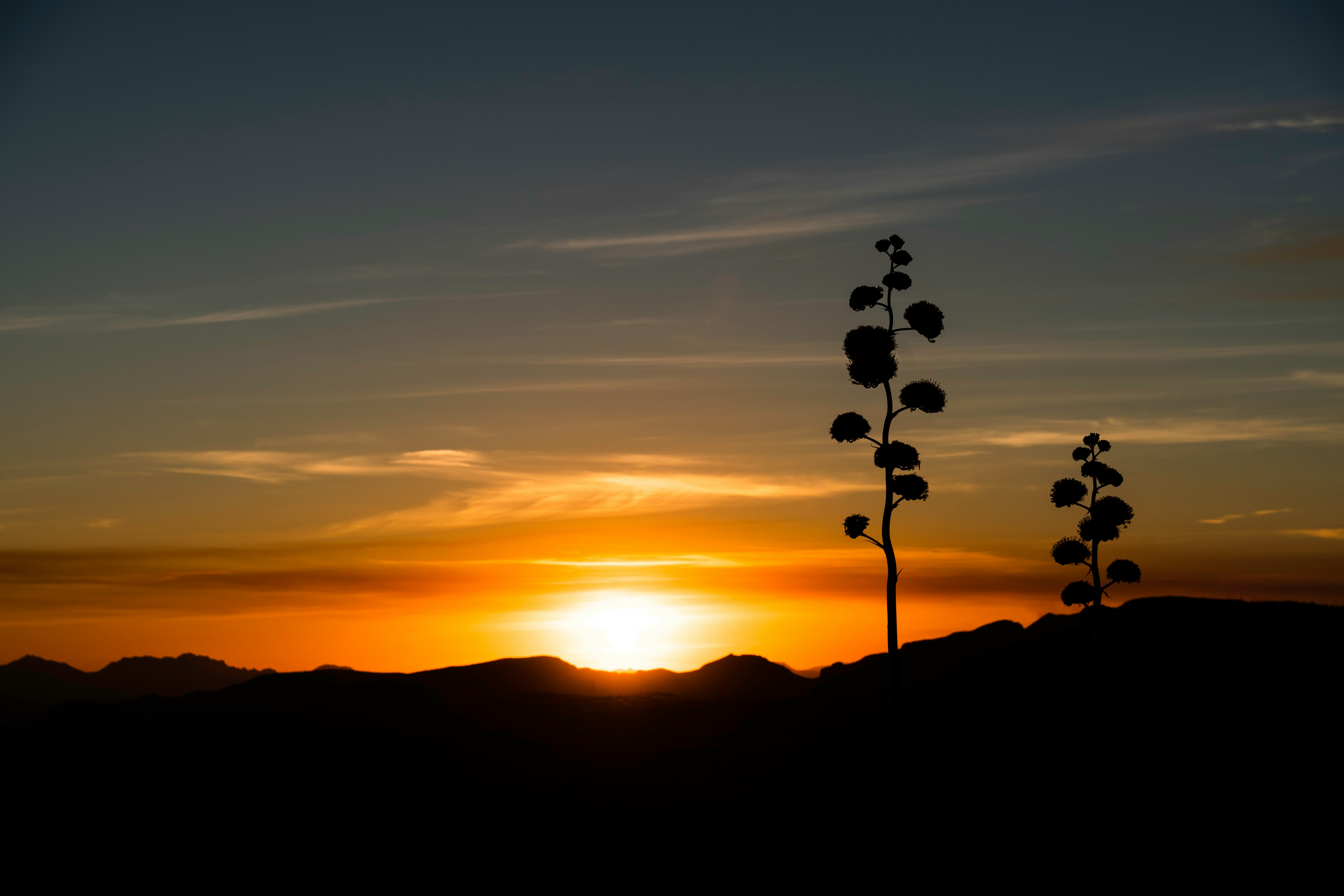 silhouette of flowers during sunset